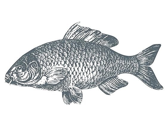 EPS 해외이미지 동물 실루엣 야생동물 음식 바다 일러스트 건강 육류 어류 물 주방 식당 저녁식사 수확 골동품 신선 먹기 해산물 메뉴 복고 잉어 고립 동물상 해외202004 해외일러스트 자연요소 농업 식재료 모션 촬영기법 조형물 상점 식사 수중동물 파일형식 벡터 이미지허브