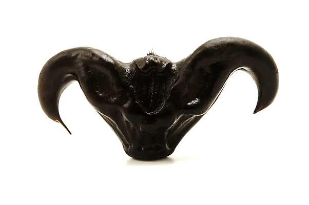 포토 JPG 해외이미지 스튜디오촬영 채소 사람없음 중국 닫기 자르기 인도인 흰배경 고립 정물화 해외202004 해외포토 외국인 아시아 백그라운드 모션 실내 동양인 흰색 그림 파일형식 이미지허브