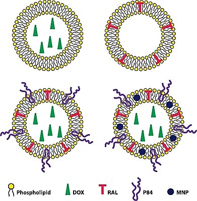 EPS 해외이미지 일러스트 해부 세포 약 DNA 시스템 층 단백질 오메가 해외202004 해외일러스트 의학 생명공학 영양소 파일형식 벡터 이미지허브
