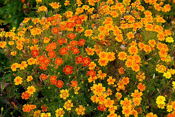 포토 JPG 해외이미지 식물 꽃 백그라운드 꽃무늬 밭 자연 잔디 사람없음 야외 초록색 햇빛 노란색 환경 정원 맑음 봄 자유 성장 벚꽃 시골 개화 숲 만족 원예 생태학 해외202004 해외포토 계절 교육 감정 컬러 컨셉 무늬 농업 날씨 취미 태양 생태계 파일형식 이미지허브