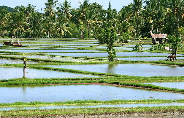 포토 JPG 해외이미지 아시아 여행 밥 휴가 바나나 동양인 풍경 사람없음 초록색 농장 활발 발리 코코넛 논밭 심기 힌두교 해외202004 해외포토 나라 종교 음식 컬러 섬 컨셉 밭 농업 과일 모션 논 인종 인도네시아 파일형식 이미지허브