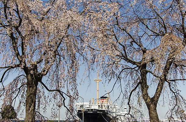포토 JPG 해외이미지 식물 계절 꽃잎 꽃 분홍색 백그라운드 꽃무늬 자연 하늘 새로움 사람없음 야외 우주 정원 일본 봄 활발 벚꽃 흰색 나뭇가지 신선 개화 보트 과수원 부드러움 포트 내추럴 해외202004 해외포토 나무 아시아 컬러 컨셉 무늬 농업 배_교통 감각 생태계 파일형식 이미지허브