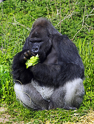 포토 JPG 해외이미지 동물 응시 남자 야생동물 포유류 아프리카 자연 산 털 자 동물원 앉기 사람없음 검은색 힘 원숭이 은색 숲 큼 왕 사파리 리더 멸종 유인원 고릴라 노려봄 서쪽 힘찬 해외202004 해외포토 시선 나라 컬러 컨셉 모션 문구용품 표정 사람 크기 방향 생태계 파일형식 이미지허브