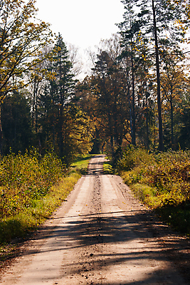 포토 JPG 해외이미지 나무 공원 도로 잎 자연 아침 풍경 사람없음 가을 농촌 숲 해외202004 해외포토 주간 식물 계절 공공시설 길 교통시설 시골 생태계 파일형식 이미지허브