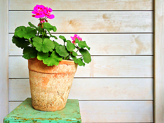 포토 JPG 해외이미지 식물 디자인 꽃 화분 사람없음 목재 장식 빨간색 초록색 정원 도자기 화려 개화 자주색 원예 제라늄 해외202004 해외포토 나무 컬러 컨셉 재료 취미 파일형식 이미지허브