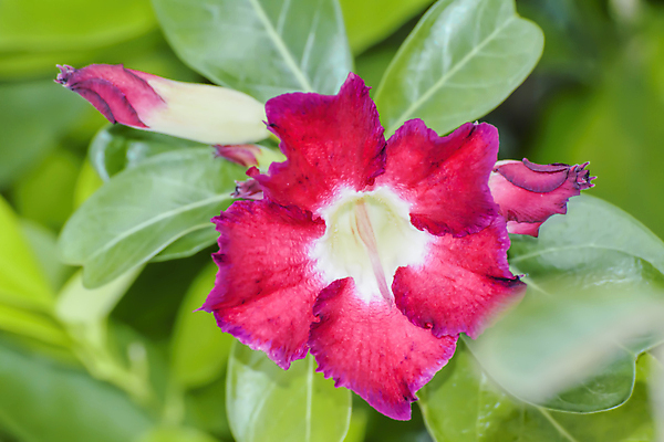 포토 JPG 해외이미지 나무 식물 꽃잎 꽃 분홍색 잎 꽃무늬 태국 자연 사람없음 빨간색 초록색 장미 정원 사막 벚꽃 신선 내추럴 해외202004 해외포토 아시아 컬러 무늬 생태계 파일형식 이미지허브