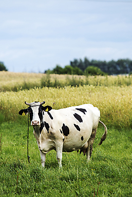 포토 JPG 해외이미지 동물 꽃 밭 농업 사람없음 초록색 농장 봄 농촌 소 해외202004 해외포토 식물 계절 산업 컬러 포유류 시골 파일형식 이미지허브