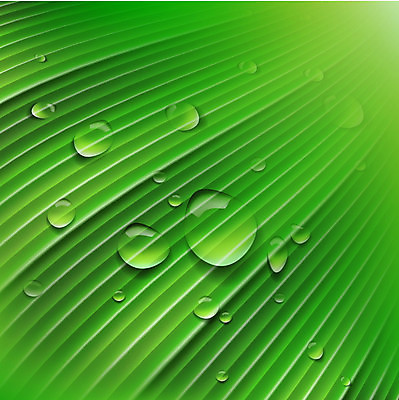 EPS 해외이미지 나무 식물 계절 백그라운드 잎 일러스트 벽지 표면 추상 초록색 물 여름 빛 반사 봄 거품 젖음 물방울 신선 액체 변화 떨어짐 빗방울 묘사 즐거움 유기농 생태계 질감 심플 정맥 내추럴 광합성 생태학 엘리먼트 해외202004 해외일러스트 자연요소 웰빙 교육 감정 컬러 컨셉 무늬 비_날씨 혈관 파일형식 벡터 이미지허브