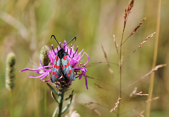 포토 JPG 해외이미지 식물 꽃 자연 국화 잔디 사람없음 엉겅퀴 통과 동물상 해외202004 해외포토 조형물 생태계 파일형식 이미지허브