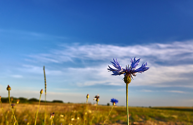 포토 JPG 해외이미지 식물 꽃잎 꽃 사람없음 파란색 봄 개화 묘사 폴란드 빛망울 해외202004 해외포토 계절 유럽 컬러 빛 파일형식 이미지허브