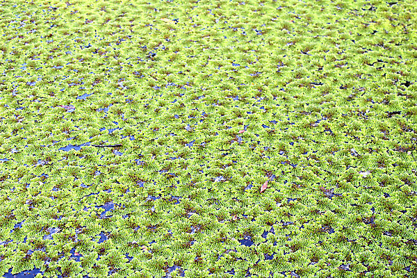 포토 JPG 해외이미지 식물 공원 백그라운드 잎 패턴 자연 표면 추상 사람없음 야외 초록색 물 환경 정원 봄 젖음 덮개 연못 습지 작음 묘사 질감 내추럴 해외202004 해외포토 자연요소 계절 공공시설 컬러 무늬 뚜껑 크기 생태계 파일형식 이미지허브