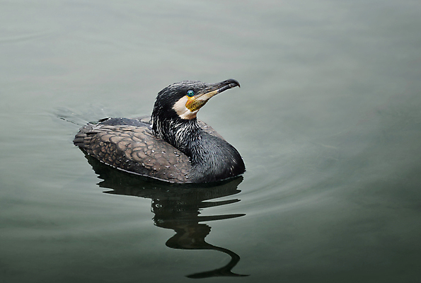 포토 JPG 해외이미지 동물 호수 야생동물 여행 조류 낚시 사람없음 물 강 중국 연못 해외202004 해외포토 자연요소 아시아 레저 파일형식 이미지허브