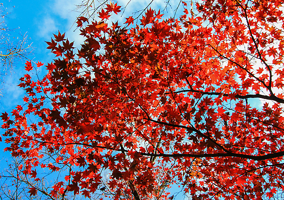 포토 JPG 해외이미지 나무 식물 계절 공원 실루엣 도로 여행 백그라운드 무지개 잎 패턴 자연 하늘 지붕 휴식 풍경 사람없음 빨간색 파란색 빛 컬러풀 햇빛 태양 정원 일본 활발 덮개 가을 나뭇가지 신선 보행로 닫기 숲 그늘 오솔길 강렬 해외202004 해외포토 자연요소 공공시설 아시아 길 컬러 컨셉 무늬 교통시설 모션 촬영기법 뚜껑 생태계 파일형식 이미지허브