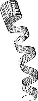EPS 해외이미지 식물 선 잎 일러스트 미술 씨앗 검은색 수확 흰색 그림 판화 양치류 해외202004 해외일러스트 컬러 농업 문화예술 파일형식 벡터 이미지허브