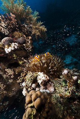 포토 JPG 해외이미지 동물 야생동물 바다 백그라운드 학교 자연 바닥 이집트 어류 사람없음 빨간색 물 파란색 빛 컬러풀 햇빛 태양 환경 수중 광선 산호 아래 생태계 소금 부드러움 암초 대서양 내추럴 소금물 식민지 아네모네 이국적 해외202004 해외포토 자연요소 교육 꽃 컬러 아프리카 수중동물 감각 자포동물 방향 위치 파일형식 이미지허브