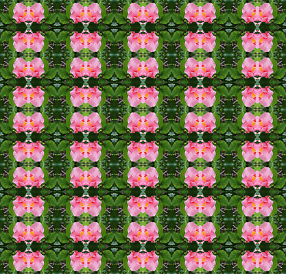 포토 JPG 해외이미지 나무 식물 꽃잎 꽃 분홍색 백그라운드 패턴 자연 벽지 추상 사람없음 장식 여름 컬러풀 벚꽃 즐거움 히비스커스 해외202004 해외포토 계절 감정 컬러 무늬 생태계 파일형식 이미지허브