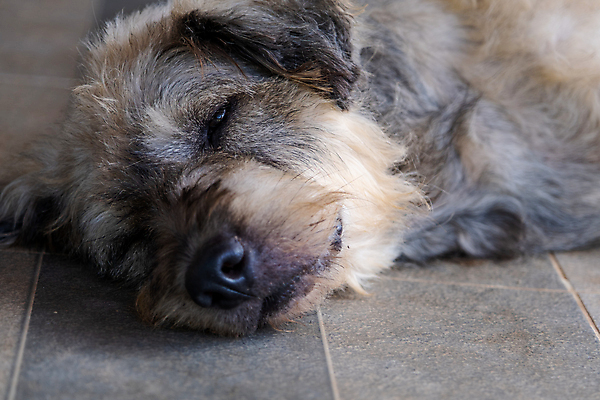 포토 JPG 해외이미지 동물 응시 행복 얼굴 새끼 백그라운드 포유류 앉기 사람없음 반려동물 갈색 머리 쌓기 검은색 꿈 흰색 침대 잠 유머 닫기 개 강아지 호기심 사냥개 귀 비글 위치 불독 송곳니 외양간 경보 기르기 복종 해외202004 해외포토 시선 감정 컬러 가구 컨셉 모션 신체부위 치아 돌봄 파일형식 이미지허브