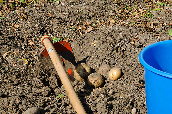 포토 JPG 해외이미지 계절 문화 음식 농업 채소 과일 자연 감자 사람없음 여름 파란색 햇빛 농장 환경 정원 흙 수확 가을 시골 신선 작업 선택 땅 수집 양동이 유기농 원예 생물학 먼지 내추럴 밭일 평야 세련 해외202004 해외포토 웰빙 교육 산업 컬러 컨셉 취미 태양 생태계 파일형식 이미지허브