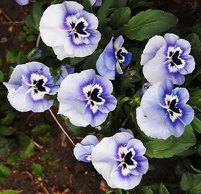 포토 JPG 해외이미지 식물 꽃잎 꽃 잎 자연 뿔 사람없음 장식 파란색 컬러풀 정원 봄 벚꽃 신선 시간 개화 제비꽃 묘사 속도 비올라 해외202004 해외포토 계절 컬러 생태계 파일형식 찰현악기 이미지허브