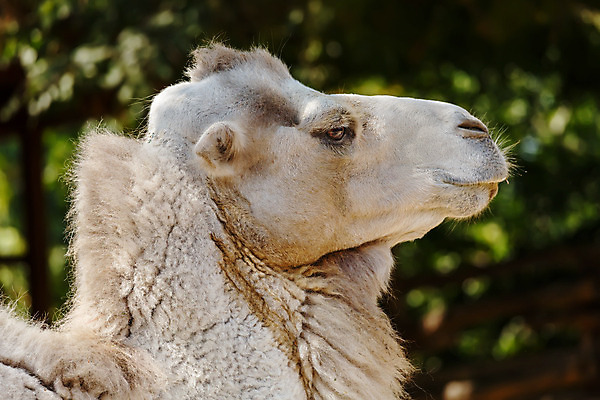 포토 JPG 해외이미지 동물 1 얼굴 여행 포유류 교통시설 자연 털 동물원 사람없음 옆모습 갈색 머리 사막 큼 묘사 낙타 총구 해외202004 해외포토 뷰포인트 컬러 교통 신체부위 크기 시설 생태계 파일형식 이미지허브