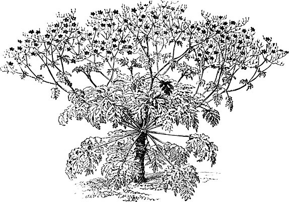 EPS 해외이미지 꽃잎 꽃 선 잎 일러스트 미술 검은색 수확 흰색 기중기 그림 판화 계산서 제라늄 해외202004 해외일러스트 식물 컬러 농업 문화예술 중장비 파일형식 벡터 이미지허브