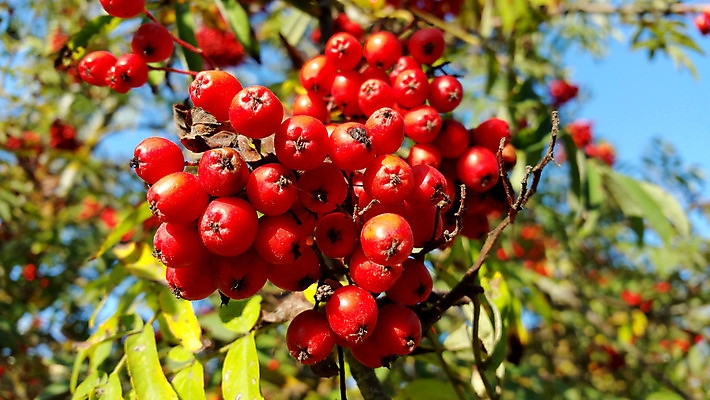포토 JPG 해외이미지 나무 식물 계절 열매 음식 백그라운드 잎 오렌지 과일 자연 사람없음 야외 빨간색 초록색 파란색 약 가을 흰색 나뭇가지 다발 보따리 유기농 내추럴 숙성 해외202004 해외포토 웰빙 컬러 의학 생태계 파일형식 이미지허브