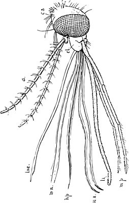 EPS 해외이미지 선 일러스트 미술 검은색 수확 흰색 입 핥기 그림 판화 모기 피어싱 해외202004 해외일러스트 컬러 농업 장신구 모션 문화예술 신체부위 해충 파일형식 벡터 이미지허브