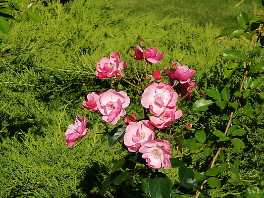 포토 JPG 해외이미지 식물 계절 꽃잎 꽃 백그라운드 꽃무늬 자연 사람없음 빨간색 초록색 정원 봄 벚꽃 신선 개화 닫기 히비스커스 해외202004 해외포토 컬러 무늬 모션 생태계 파일형식 이미지허브