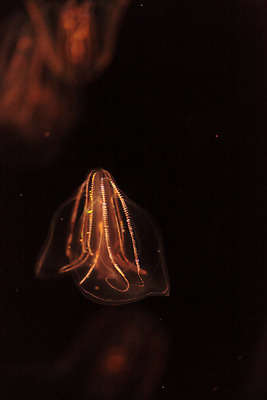 포토 JPG 해외이미지 바다 사람없음 수중 머리빗 소금 수족관 젤리 해파리 해외202004 해외포토 디저트 미용용품 자포동물 파일형식 이미지허브