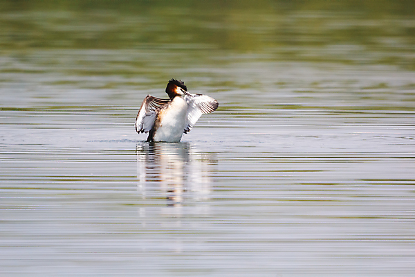 포토 JPG 해외이미지 동물 계절 여자 호수 야생동물 백그라운드 가족 모션 자연 조류 오리 사람없음 야외 가로 세로 초록색 물 여름 파란색 반려동물 강 햇빛 반사 갈색 노란색 우주 봄 회색 관찰 연못 그룹 습지 작음 깃털 다이빙 부리 솜털 청둥오리 전경 해외202004 해외포토 자연요소 컬러 관계 사람 풍경 태양 수영 크기 생태계 수중스포츠 파일형식 탑뷰 이미지허브