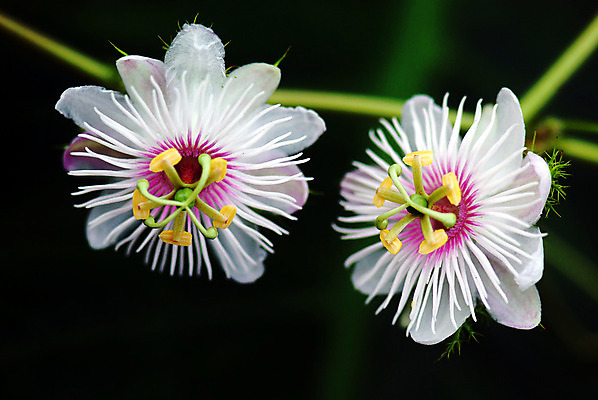 포토 JPG 해외이미지 식물 꽃잎 꽃 백그라운드 사람없음 노란색 흰색 포도나무 해외202004 해외포토 컬러 과일나무 파일형식 이미지허브