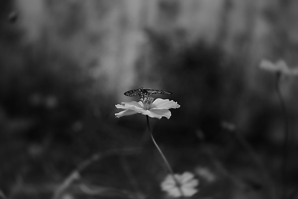 포토 JPG 해외이미지 동물 아시아 나비 곤충 태국 자연 사람없음 빛 검은색 고요 내추럴 해외202004 해외포토 나라 컬러 생태계 파일형식 이미지허브