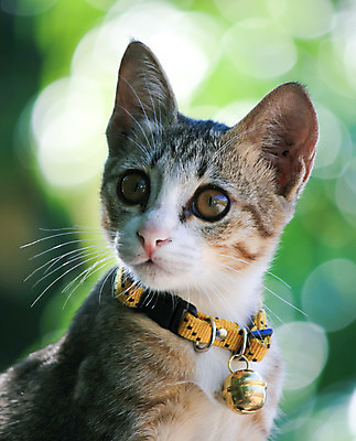 포토 JPG 해외이미지 동물 1 응시 여자 새끼 백그라운드 겨울 장난 휴식 수염 사람없음 초록색 반려동물 귀여움 고양이 줄무늬 우유 흰색 아기 신생아 작음 호기심 꼬리 사냥 보케 엽서 위치 거짓말 걸음마 총구 해외202004 해외포토 시선 계절 감정 컬러 컨셉 무늬 포유류 모션 유제품 사람 크기 편지 파일형식 이미지허브