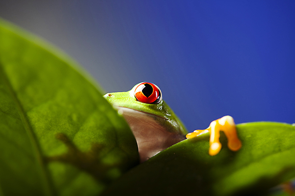 포토 JPG 해외이미지 주간 한마리 야생동물 잎 양서류 근접촬영 사람없음 야외 청개구리 해외202004 해외포토 자연요소 식물 동물 1 뷰포인트 개구리 파일형식 이미지허브