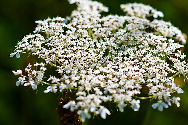 포토 JPG 해외이미지 식물 계절 꽃잎 꽃 줄기 잎 밭 자연 추상 건강 사람없음 초록색 약 머리 활발 들꽃 벚꽃 흰색 수집 허브 해외202004 해외포토 컬러 컨셉 무늬 농업 의학 신체부위 생태계 파일형식 이미지허브