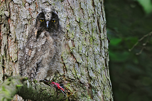포토 JPG 해외이미지 응시 청소년 앉기 사람없음 봄 호기심 부엉이 해외202004 해외포토 시선 계절 감정 컨셉 모션 조류 사람 파일형식 이미지허브