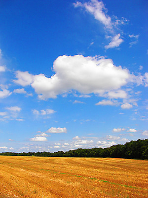 포토 JPG 해외이미지 식물 계절 음식 빵 줄기 백그라운드 밭 농업 자연 하늘 건강 옥수수 씨앗 풍경 사람없음 야외 여름 농작물 농장 농경지 노란색 수확 성장 시골 황금 낟알 땅 시리얼 밀 굽기 보리 귀 밀가루 장면 스파이크 밀짚 내추럴 밭일 숙성 호밀 해외202004 해외포토 산업 컬러 곡류 신체부위 짚 가루 구이 생태계 파일형식 이미지허브