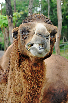 포토 JPG 해외이미지 동물 응시 여자 교육 남자 야생동물 백그라운드 포유류 자연 동물원 사람없음 갈색 사막 우유 추위 아기 작음 시원함 낙타 단봉낙타 수유 해외202004 해외포토 시선 컬러 유제품 사람 크기 생태계 파일형식 이미지허브