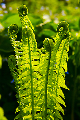 포토 JPG 해외이미지 식물 줄기 단풍 잎 곡선 자연 새로움 사람없음 야외 초록색 환경 봄 성장 신선 숲 다발 개발 양치류 해외202004 해외포토 계절 선 컬러 컨셉 생태계 파일형식 이미지허브