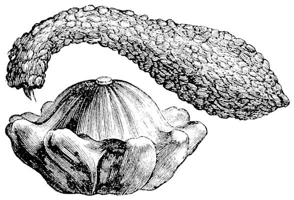 EPS 해외이미지 디자인 농업 채소 과일 일러스트 아프리카 자연 미술 초록색 약 검은색 수확 골동품 흰색 약초 멜론 그림 유기농 포도나무 박 판화 스쿼시 내추럴 고립 식용 옛날 조롱박 차단 해외202004 해외일러스트 웰빙 나라 산업 스포츠 컬러 의학 문화예술 구기 풀_식물 과일나무 생태계 파일형식 벡터 이미지허브