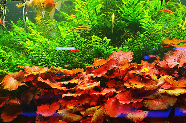 포토 JPG 해외이미지 식물 야생동물 바다 백그라운드 자연 어류 풍경 사람없음 초록색 물 파란색 컬러풀 세계 바닷속 수중 줄무늬 거품 투명 해조류 산호 큼 장어 꼬리 상어 암초 수족관 해파리 석호 스펀지 내추럴 광 깊이 소금물 평야 해외202004 해외포토 자연요소 동물 컬러 무늬 수중동물 해양식물 자포동물 크기 생태계 파일형식 이미지허브