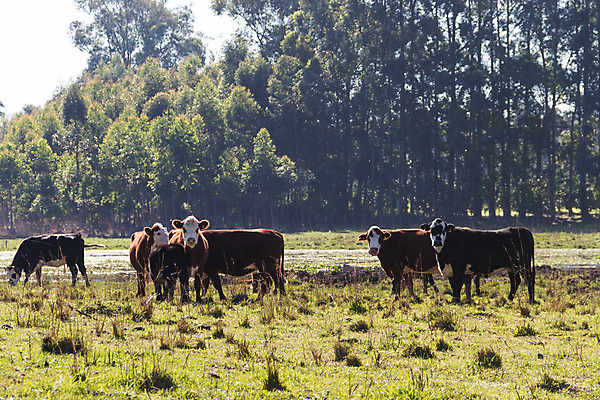 포토 JPG 해외이미지 동물 백그라운드 밭 농업 포유류 자연 풍경 사람없음 초록색 여름 농장 농경지 소고기 흰색 시골 소 군중 방목 허브 아르헨티나 밭일 해외202004 해외포토 식물 계절 산업 컬러 육류 사람 남아메리카 축산업 생태계 파일형식 이미지허브