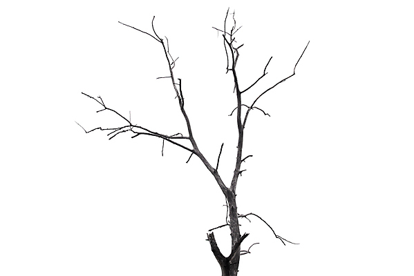 포토 JPG 해외이미지 나무 식물 계절 실루엣 백그라운드 자연 추상 건조 사람없음 목재 세트 환경 검은색 흰색 나뭇가지 죽음 싱글 내추럴 고립 벌거벗은 옛날 해외202004 해외포토 컬러 무늬 재료 촬영기법 생태계 파일형식 이미지허브