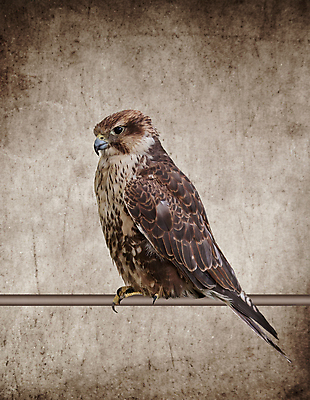 포토 JPG 해외이미지 동물 1 라이프스타일 계절 여자 백그라운드 자연 조류 동물원 앉기 성인 사람없음 야외 목재 세로 초록색 컬러풀 갈색 검은색 수확 나뭇가지 농부 깃털 에코 질감 부리 그런지 옛날 집게발 포식 해외202004 해외포토 나무 직업 컬러 농업 재료 모션 사람 생활 환경 생태계 파일형식 이미지허브