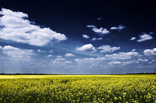 포토 JPG 해외이미지 식물 구름 꽃 산업 밭 농업 자연 씨앗 사람없음 파란색 농장 노란색 머리 힘 활발 성장 벚꽃 시골 신선 개화 보호 생물학 연료 세대 디젤 카놀라 세련 해외202004 해외포토 자연요소 교육 컬러 컨셉 신체부위 생태계 파일형식 이미지허브