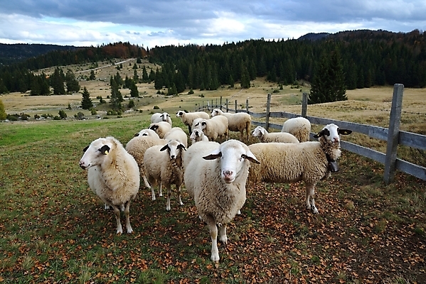포토 JPG 해외이미지 동물 유럽 밭 농업 포유류 자연 초식동물 산 풍경 사람없음 야외 농장 환경 계곡 가축 시골 양 그룹 군중 숲 방목 먹기 언덕 장면 내추럴 양모 동물상 밭일 해외202004 해외포토 나라 산업 모션 사람 조형물 직물 축산업 생태계 파일형식 이미지허브
