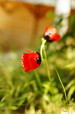포토 JPG 해외이미지 식물 디자인 꽃잎 꽃 하늘색 백그라운드 꽃무늬 패턴 밭 자연 하늘 풍경 잔디 사람없음 야외 장식 빨간색 초록색 파란색 햇빛 평화 환경 맑음 화목 봄 들꽃 벚꽃 흰색 시골 신선 순수 양귀비 내추럴 생태학 디테일 해외202004 해외포토 계절 교육 컬러 컨셉 무늬 농업 날씨 태양 생태계 파일형식 이미지허브