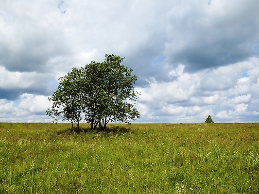 포토 JPG 해외이미지 나무 식물 구름 꽃 모래 자연 하늘 사람없음 목재 여름 파란색 회색 숲 순수 즐거움 수평선 해외202004 해외포토 자연요소 계절 감정 컬러 컨셉 재료 생태계 파일형식 이미지허브