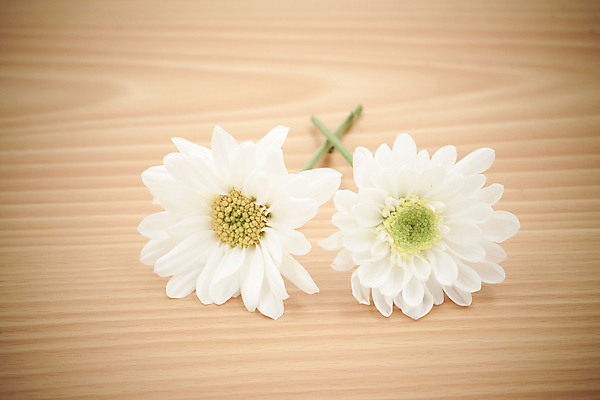 포토 JPG 해외이미지 식물 계절 꽃잎 꽃 줄기 꽃다발 결혼 백그라운드 잎 꽃무늬 자연 발렌타인데이 선물 사랑 사람없음 목재 장식 컬러풀 정원 봄 수확 벚꽃 흰색 축하 신선 달콤 배열 카네이션 질감 데이지 거베라 내추럴 장례 필터 효과 해외202004 해외포토 나무 감정 컬러 컨셉 무늬 농업 재료 데이이벤트 이벤트 맛 생태계 파일형식 이미지허브