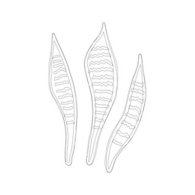 EPS 해외이미지 식물 템플릿 디자인 배너 계절 실루엣 포스터 결혼 백그라운드 잎 꽃무늬 일러스트 자연 휴가 프레임 손바닥 미술 그래픽 장식 초록색 파티 유행 정원 봄 수확 신용카드 인쇄 질감 복고 하와이 초대 내추럴 엘리먼트 이국적 파라다이스 하와이인 미니멀 해외202004 해외일러스트 외국인 손 꽃 컬러 무늬 농업 문화예술 촬영기법 이벤트 금융 미국 생태계 파일형식 벡터 이미지허브